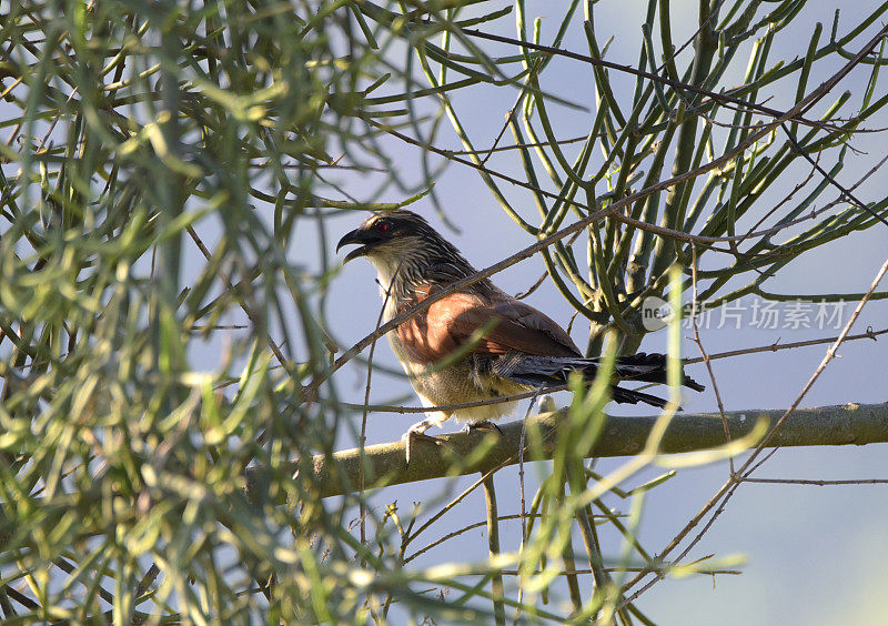 White-browed Coucal